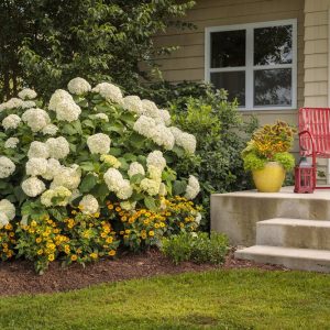 Vierhortensia ‘Strong Annabelle’ ® | Plante i 10L-potte