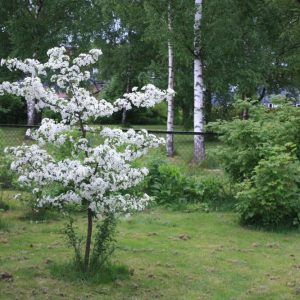 Sargenteple 'Ås' E | Plante i 5L-potte
