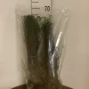Agnbøk på barrot, ca. 50 cm høye planter med røtter, pakket i plast klar for planting