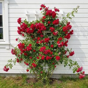 Klatrerose 'Flammentanz' | 1 barrotsrose